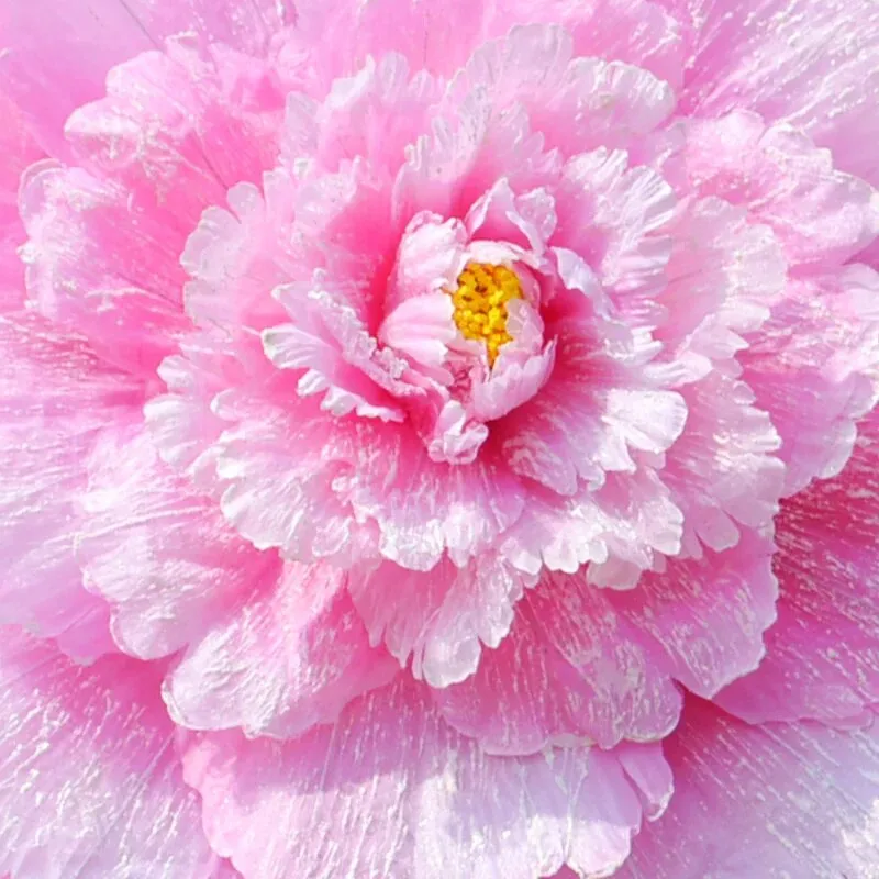 Peony Umbrellas Stage Performance Props